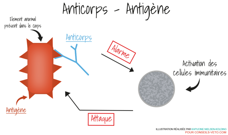 Fichier:Anticorps-Antigene.png
