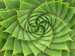 Aloe polyphyla.jpg