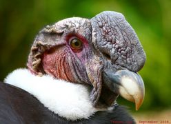 Cathartidé Cette catégorie rassemble les images de condors et de vautours d'Amérique du Sud.