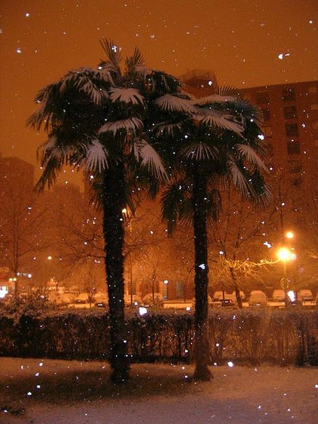 Fichier:Palmiers neige.jpg
