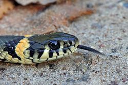 The Grass Snake - Natrix natrix.jpg