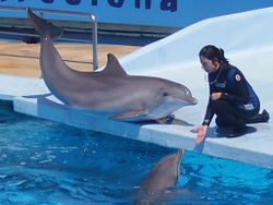 Dolphin and trainer 4.jpg