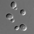 Des levures en train de se reproduire, en bourgeonnant : de nouvelles petites cellules apparaissent sur la première, puis se détachent pour devenir de nouvelles levures.