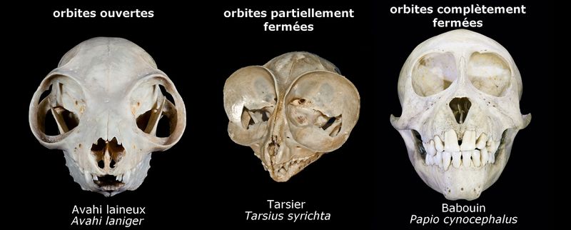Fichier:Crânes primates.jpg