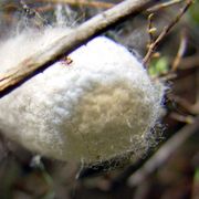 Cocon du bombyx : la fibre de soie.