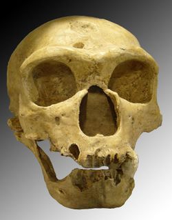 Crâne d'un homme de Néandertal (d'il y a environ 30 000 ans).