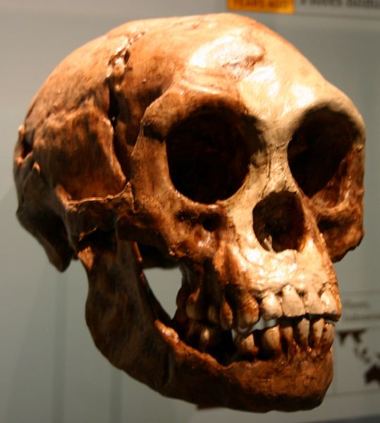 Fichier:Homo floresiensis crâne.jpg