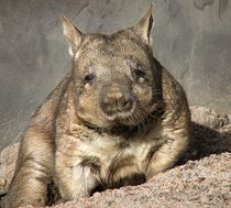 Wombat : animal d'Australie
