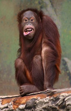 Pongo pygmaeus (orangutang).jpg