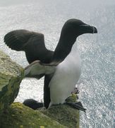 Alcidé Cette catégorie rassemble les images de pingouins, de guillemots et de macareux