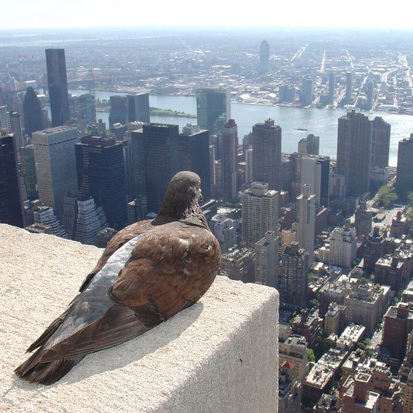 Fichier:Empire State Pigeon.jpg