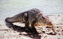 Un crocodile de Cuba