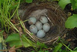 Le nid et les œufs d'un chardonneret