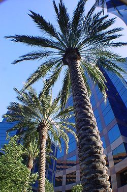 Tall date palms in irvine.JPG