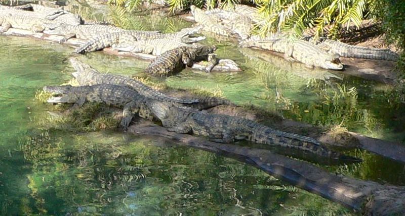 Fichier:Crocodiles du Nil.jpg
