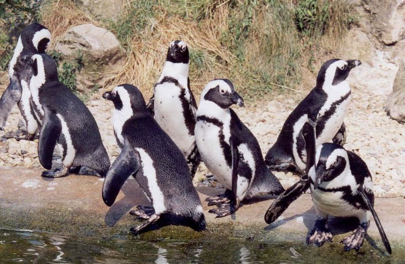 Fichier:Sander-pinguins.jpg