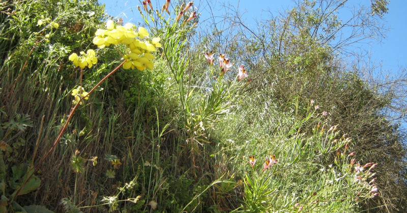 File:Calceolaria c Chada.png