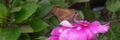 A Lovely butterfly as my contributions.