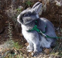 Lapin nain gris tenu en laisse.