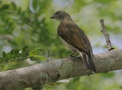 Indicateur varié (Indicator variegatus), au Kenya