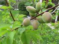 Fruits pas mûrs