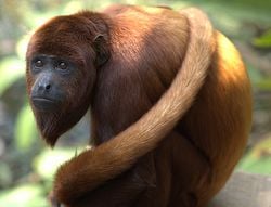 Singe hurleur roux