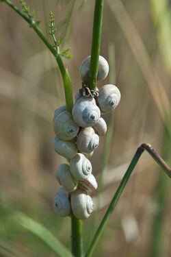 Escargots blancs, sur une branche de fenouil