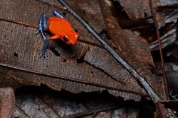 Certains dendrobates fraise du Costa Rica ont les pattes arrière bleues, ou noires. Cette variété est surnommée «&nbsp;Blue Jeans&nbsp;»