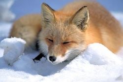 Un renard roux japonais (Vulpes vulpes schrencki), couché dans la neige à Hokkaïdo, au Japon.
