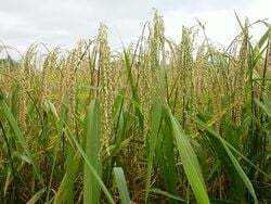Du riz prêt à être moissonné.
