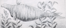 Croquis du XVIIIème siècle