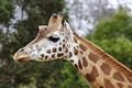 Une girafe
