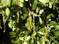 Les fleurs du chêne vert sont appelées châtons.