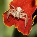 L'araignée-crabe.