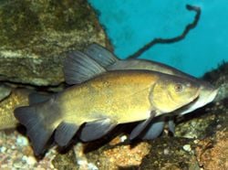 Des tanches, dans un aquarium