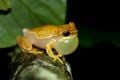 Dendropsophus ebraccatus