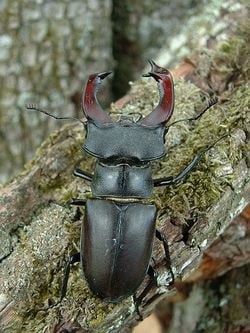 Un lucane cerf-volant