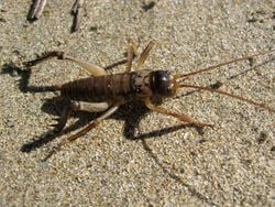 Weta des arbres