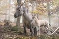 Des chevaux