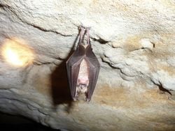 Un grand rhinolophe, suspendu au plafond d'une grotte