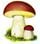 Images sur les champignons