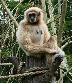 Une femelle gibbon