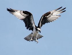 Un balbuzard pêcheur, en vol