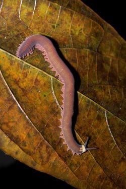 Un péripate, sur une feuille morte