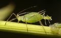 Une femelle puceron, mettant au monde les bébés qu'elle a conçus (fabriqués)
