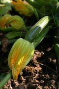 La courgette et sa fleur