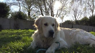 C'est mon chien Voutch.