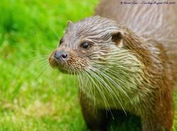 Une loutre d'Europe