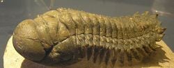 Un trilobite.