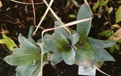 Brocchinia reducta, une plante carnivore de la famille de l’ananas.